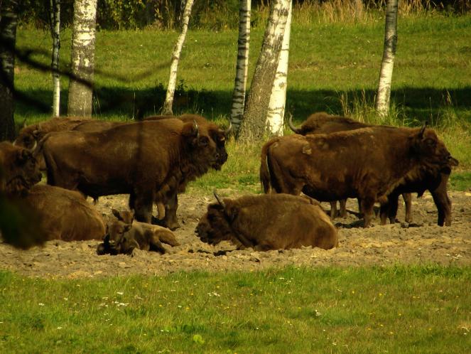 image_Pašiliai Auroch Paddock 