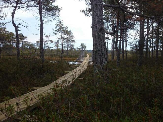 image_Nigula bog study trail