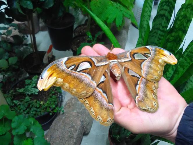 image_A house full of exotic butterflies