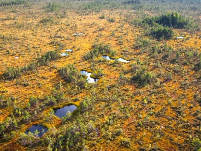 image_Lehrpfad im Mūša Tyrelis Moor