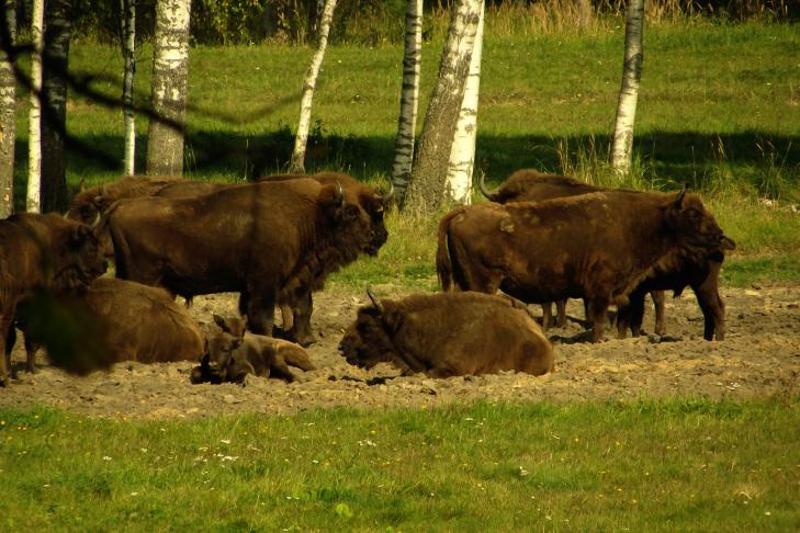 Die europäischen Bisons in Pašiliai  slide-1