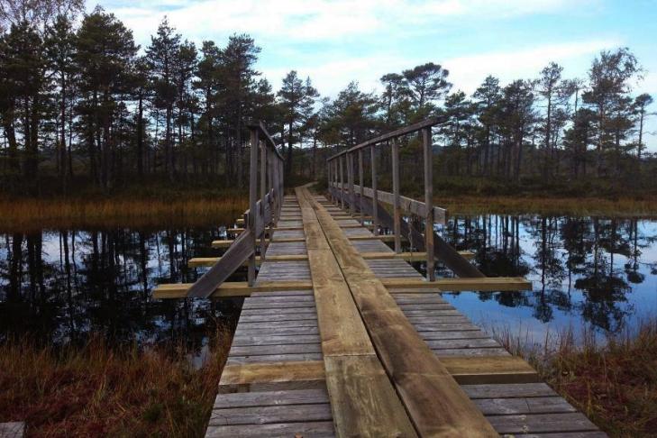 Nigula bog study trail slide-4