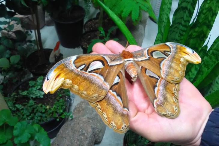 A house full of exotic butterflies slide-1