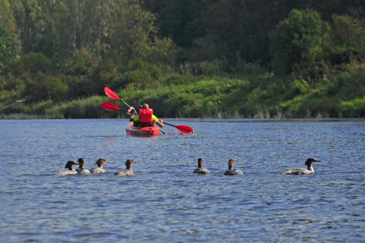 Canoe and kayak tours in Gauja slide-2