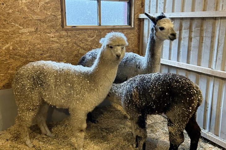 Rabatalu saunad ja loomafarm slide-7