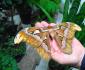 A house full of exotic butterflies