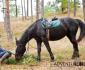 Adventure ride - horseback riding